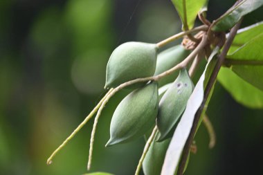 Terminalia catappa meyveleri. Leadwood Ağaç Ailesi 'nden. Adının yaygın olduğu badem, Hint bademi, Malabar bademi, deniz bademi, tropik badem, plaj bademi ve sahte kamani..