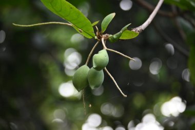 Terminalia catappa meyveleri. Leadwood Ağaç Ailesi 'nden. Adının yaygın olduğu badem, Hint bademi, Malabar bademi, deniz bademi, tropik badem, plaj bademi ve sahte kamani..