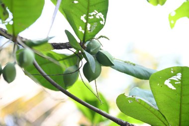 Terminalia catappa meyveleri. Leadwood Ağaç Ailesi 'nden. Adının yaygın olduğu badem, Hint bademi, Malabar bademi, deniz bademi, tropik badem, plaj bademi ve sahte kamani..