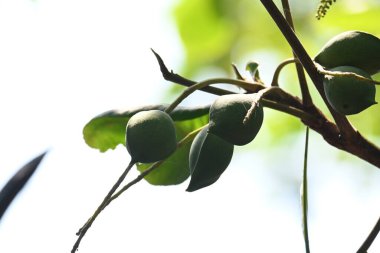 Terminalia catappa meyveleri. Leadwood Ağaç Ailesi 'nden. Adının yaygın olduğu badem, Hint bademi, Malabar bademi, deniz bademi, tropik badem, plaj bademi ve sahte kamani..