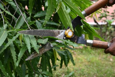 Büyük bir makasla Polyalthialongifolia ağacını budamak. Bahçıvan bahçesindeki ağaçları buduyor. Bahçe işleri ya da bahçe işleri.