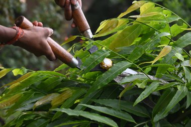 Büyük bir makasla Polyalthialongifolia ağacını budamak. Bahçıvan bahçesindeki ağaçları buduyor. Bahçe işleri ya da bahçe işleri.