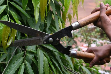 Büyük bir makasla Polyalthialongifolia ağacını budamak. Bahçıvan bahçesindeki ağaçları buduyor. Bahçe işleri ya da bahçe işleri.