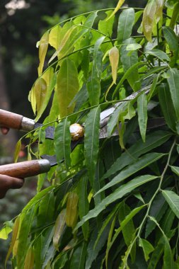 Büyük bir makasla Polyalthialongifolia ağacını budamak. Bahçıvan bahçesindeki ağaçları buduyor. Bahçe işleri ya da bahçe işleri.