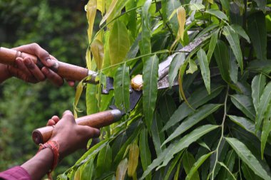 Büyük bir makasla Polyalthialongifolia ağacını budamak. Bahçıvan bahçesindeki ağaçları buduyor. Bahçe işleri ya da bahçe işleri.