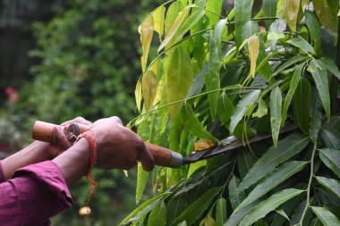Büyük bir makasla Polyalthialongifolia ağacını budamak. Bahçıvan bahçesindeki ağaçları buduyor. Bahçe işleri ya da bahçe işleri.