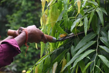 Büyük bir makasla Polyalthialongifolia ağacını budamak. Bahçıvan bahçesindeki ağaçları buduyor. Bahçe işleri ya da bahçe işleri.