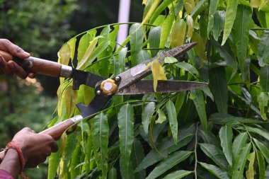 Büyük bir makasla Polyalthialongifolia ağacını budamak. Bahçıvan bahçesindeki ağaçları buduyor. Bahçe işleri ya da bahçe işleri.