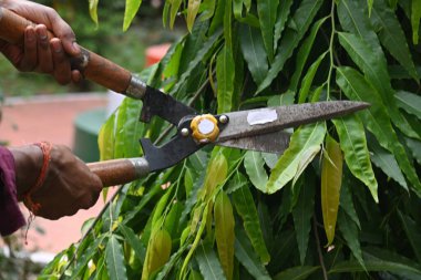 Büyük bir makasla Polyalthialongifolia ağacını budamak. Bahçıvan bahçesindeki ağaçları buduyor. Bahçe işleri ya da bahçe işleri.