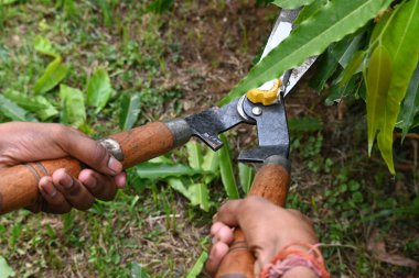 Büyük bir makasla Polyalthialongifolia ağacını budamak. Bahçıvan bahçesindeki ağaçları buduyor. Bahçe işleri ya da bahçe işleri.
