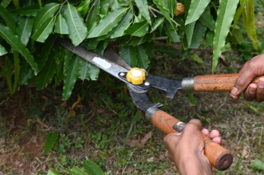 Büyük bir makasla Polyalthialongifolia ağacını budamak. Bahçıvan bahçesindeki ağaçları buduyor. Bahçe işleri ya da bahçe işleri.