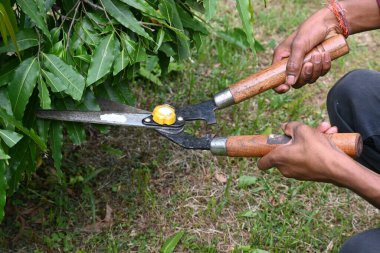 Büyük bir makasla Polyalthialongifolia ağacını budamak. Bahçıvan bahçesindeki ağaçları buduyor. Bahçe işleri ya da bahçe işleri.