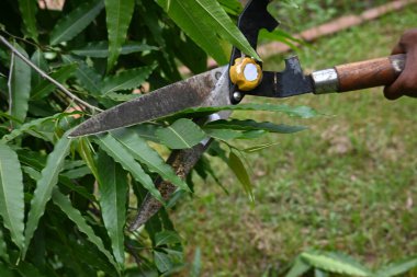 Büyük bir makasla Polyalthialongifolia ağacını budamak. Bahçıvan bahçesindeki ağaçları buduyor. Bahçe işleri ya da bahçe işleri.