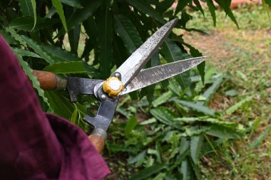 Büyük bir makasla Polyalthialongifolia ağacını budamak. Bahçıvan bahçesindeki ağaçları buduyor. Bahçe işleri ya da bahçe işleri.