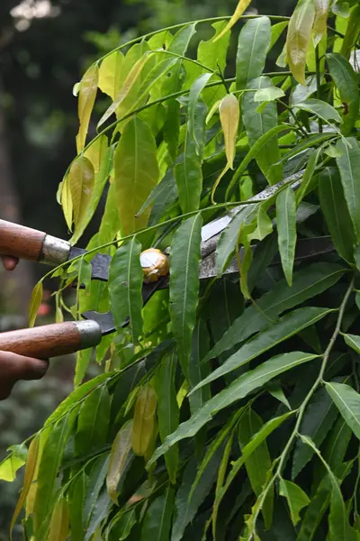 Büyük bir makasla Polyalthialongifolia ağacını budamak. Bahçıvan bahçesindeki ağaçları buduyor. Bahçe işleri ya da bahçe işleri.