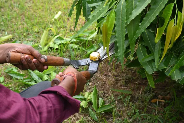 Büyük bir makasla Polyalthialongifolia ağacını budamak. Bahçıvan bahçesindeki ağaçları buduyor. Bahçe işleri ya da bahçe işleri.