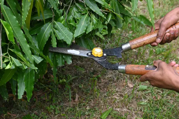 Büyük bir makasla Polyalthialongifolia ağacını budamak. Bahçıvan bahçesindeki ağaçları buduyor. Bahçe işleri ya da bahçe işleri.