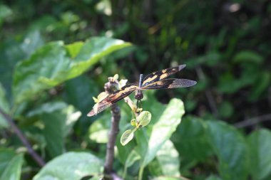 Rhyote, yusufçuk böceği çeşididir. Yaygın isimleri, ortak resim kanadı ve çeşitli kanat çırpıcıları. Bu, Güney Asya 'da bulunan Libellulidae familyasından bir ejderha türü..