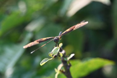 Rhyote, yusufçuk böceği çeşididir. Yaygın isimleri, ortak resim kanadı ve çeşitli kanat çırpıcıları. Bu, Güney Asya 'da bulunan Libellulidae familyasından bir ejderha türü..