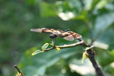 Rhyote, yusufçuk böceği çeşididir. Yaygın isimleri, ortak resim kanadı ve çeşitli kanat çırpıcıları. Bu, Güney Asya 'da bulunan Libellulidae familyasından bir ejderha türü..