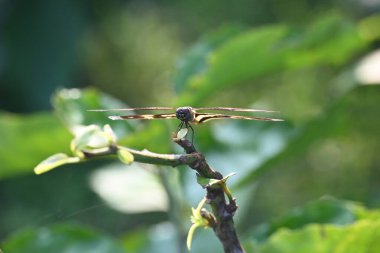 Rhyote, yusufçuk böceği çeşididir. Yaygın isimleri, ortak resim kanadı ve çeşitli kanat çırpıcıları. Bu, Güney Asya 'da bulunan Libellulidae familyasından bir ejderha türü..