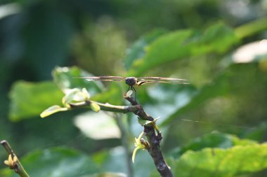 Rhyote, yusufçuk böceği çeşididir. Yaygın isimleri, ortak resim kanadı ve çeşitli kanat çırpıcıları. Bu, Güney Asya 'da bulunan Libellulidae familyasından bir ejderha türü..