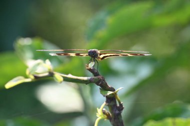Rhyote, yusufçuk böceği çeşididir. Yaygın isimleri, ortak resim kanadı ve çeşitli kanat çırpıcıları. Bu, Güney Asya 'da bulunan Libellulidae familyasından bir ejderha türü..