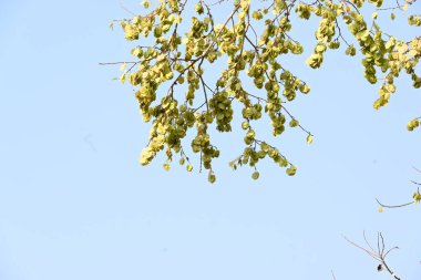 Holoptelea ya da Hint Karaağacı. Ulmaceae ailesindeki yaprak döken ağaçların gündemidir. Ağaç kabuğu ve yapraklar oödem, diyabet, cüzam ve diğer deri hastalıklarının tedavisinde kullanılır..