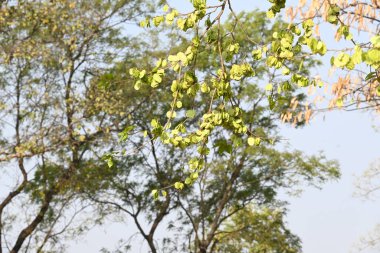 Holoptelea ya da Hint Karaağacı. Ulmaceae ailesindeki yaprak döken ağaçların gündemidir. Ağaç kabuğu ve yapraklar oödem, diyabet, cüzam ve diğer deri hastalıklarının tedavisinde kullanılır..