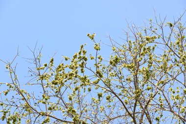 Holoptelea ya da Hint Karaağacı. Ulmaceae ailesindeki yaprak döken ağaçların gündemidir. Ağaç kabuğu ve yapraklar oödem, diyabet, cüzam ve diğer deri hastalıklarının tedavisinde kullanılır..