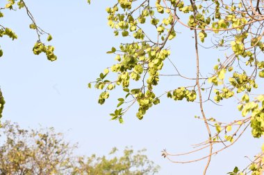 Holoptelea ya da Hint Karaağacı. Ulmaceae ailesindeki yaprak döken ağaçların gündemidir. Ağaç kabuğu ve yapraklar oödem, diyabet, cüzam ve diğer deri hastalıklarının tedavisinde kullanılır..