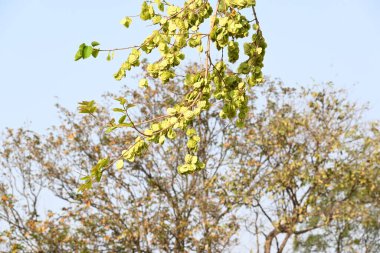 Holoptelea ya da Hint Karaağacı. Ulmaceae ailesindeki yaprak döken ağaçların gündemidir. Ağaç kabuğu ve yapraklar oödem, diyabet, cüzam ve diğer deri hastalıklarının tedavisinde kullanılır..