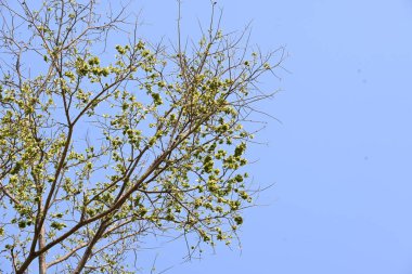 Holoptelea ya da Hint Karaağacı. Ulmaceae ailesindeki yaprak döken ağaçların gündemidir. Ağaç kabuğu ve yapraklar oödem, diyabet, cüzam ve diğer deri hastalıklarının tedavisinde kullanılır..