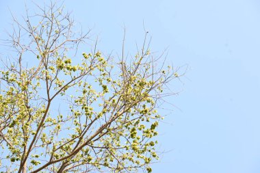 Holoptelea ya da Hint Karaağacı. Ulmaceae ailesindeki yaprak döken ağaçların gündemidir. Ağaç kabuğu ve yapraklar oödem, diyabet, cüzam ve diğer deri hastalıklarının tedavisinde kullanılır..