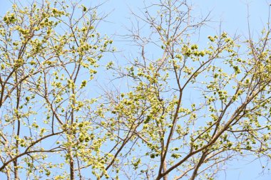 Holoptelea ya da Hint Karaağacı. Ulmaceae ailesindeki yaprak döken ağaçların gündemidir. Ağaç kabuğu ve yapraklar oödem, diyabet, cüzam ve diğer deri hastalıklarının tedavisinde kullanılır..