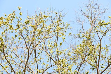 Holoptelea ya da Hint Karaağacı. Ulmaceae ailesindeki yaprak döken ağaçların gündemidir. Ağaç kabuğu ve yapraklar oödem, diyabet, cüzam ve diğer deri hastalıklarının tedavisinde kullanılır..