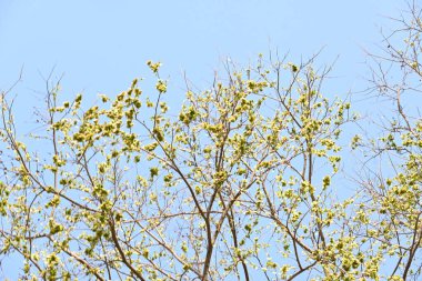 Holoptelea ya da Hint Karaağacı. Ulmaceae ailesindeki yaprak döken ağaçların gündemidir. Ağaç kabuğu ve yapraklar oödem, diyabet, cüzam ve diğer deri hastalıklarının tedavisinde kullanılır..