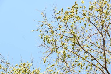 Holoptelea ya da Hint Karaağacı. Ulmaceae ailesindeki yaprak döken ağaçların gündemidir. Ağaç kabuğu ve yapraklar oödem, diyabet, cüzam ve diğer deri hastalıklarının tedavisinde kullanılır..