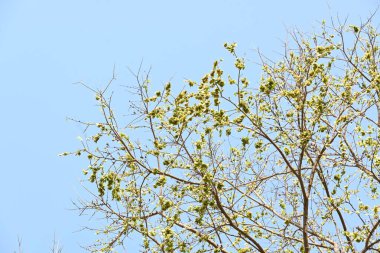 Holoptelea ya da Hint Karaağacı. Ulmaceae ailesindeki yaprak döken ağaçların gündemidir. Ağaç kabuğu ve yapraklar oödem, diyabet, cüzam ve diğer deri hastalıklarının tedavisinde kullanılır..