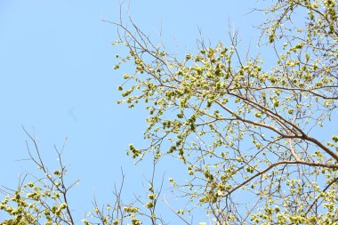 Holoptelea ya da Hint Karaağacı. Ulmaceae ailesindeki yaprak döken ağaçların gündemidir. Ağaç kabuğu ve yapraklar oödem, diyabet, cüzam ve diğer deri hastalıklarının tedavisinde kullanılır..