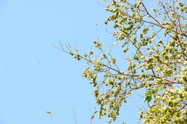 Holoptelea ya da Hint Karaağacı. Ulmaceae ailesindeki yaprak döken ağaçların gündemidir. Ağaç kabuğu ve yapraklar oödem, diyabet, cüzam ve diğer deri hastalıklarının tedavisinde kullanılır..