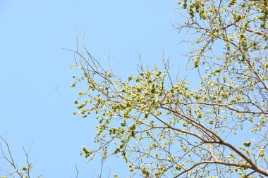 Holoptelea ya da Hint Karaağacı. Ulmaceae ailesindeki yaprak döken ağaçların gündemidir. Ağaç kabuğu ve yapraklar oödem, diyabet, cüzam ve diğer deri hastalıklarının tedavisinde kullanılır..