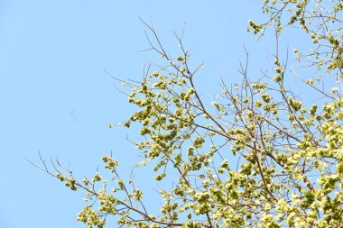 Holoptelea ya da Hint Karaağacı. Ulmaceae ailesindeki yaprak döken ağaçların gündemidir. Ağaç kabuğu ve yapraklar oödem, diyabet, cüzam ve diğer deri hastalıklarının tedavisinde kullanılır..