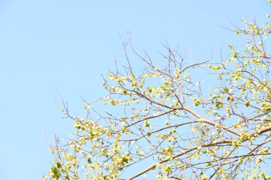 Holoptelea ya da Hint Karaağacı. Ulmaceae ailesindeki yaprak döken ağaçların gündemidir. Ağaç kabuğu ve yapraklar oödem, diyabet, cüzam ve diğer deri hastalıklarının tedavisinde kullanılır..