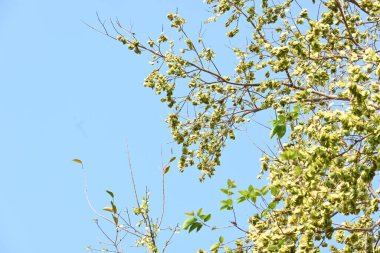 Holoptelea ya da Hint Karaağacı. Ulmaceae ailesindeki yaprak döken ağaçların gündemidir. Ağaç kabuğu ve yapraklar oödem, diyabet, cüzam ve diğer deri hastalıklarının tedavisinde kullanılır..