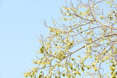 Holoptelea ya da Hint Karaağacı. Ulmaceae ailesindeki yaprak döken ağaçların gündemidir. Ağaç kabuğu ve yapraklar oödem, diyabet, cüzam ve diğer deri hastalıklarının tedavisinde kullanılır..