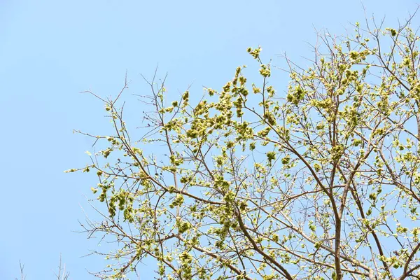 Holoptelea ya da Hint Karaağacı. Ulmaceae ailesindeki yaprak döken ağaçların gündemidir. Ağaç kabuğu ve yapraklar oödem, diyabet, cüzam ve diğer deri hastalıklarının tedavisinde kullanılır..