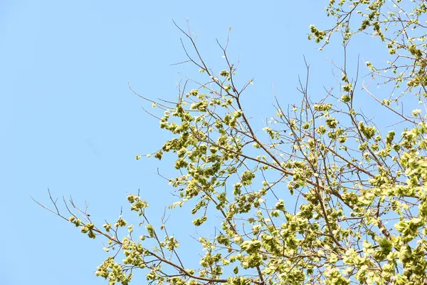 Holoptelea ya da Hint Karaağacı. Ulmaceae ailesindeki yaprak döken ağaçların gündemidir. Ağaç kabuğu ve yapraklar oödem, diyabet, cüzam ve diğer deri hastalıklarının tedavisinde kullanılır..