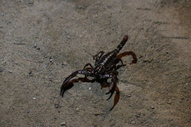 Heterometrus veya Asya Ormanı Akrebi. Scorpionidae familyasına ait akreplerin gündemidir. Bu ağırlıklı olarak bir nocturnaland gizli oyuklar, kütüklerin altında, ve yaprakların içinde.