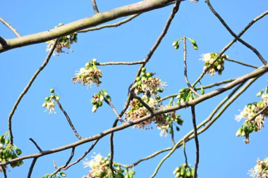 Beyaz Bombax ceiba çiçeği. Beyaz pamuk ağacı, Malabar pamuk ağacı, beyaz ipek pamuk ağacı, beyaz pamuk ağacı, beyaz ipek pamuk ağacı ve beyaz kapok..